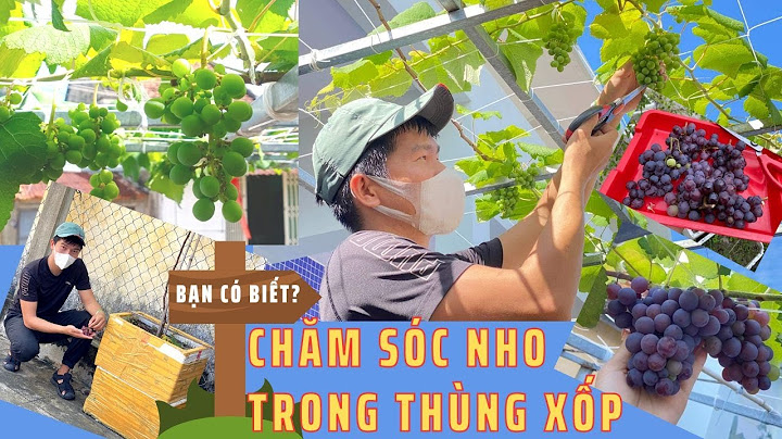 Hướng dẫn trồng rau trong thùng xốp