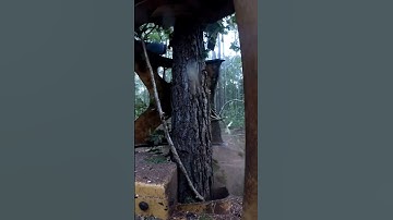 Tigercat cutter putting pines down. #wood #woodworking #professional #logging
