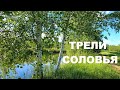 ТРЕЛИ СОЛОВЬЯ,ЦЕЛИТЕЛЯ ОТ БОГА.СОЛОВЕЙ СВОИМ ПЕНИЕМ ПОДНИМАЕТ ВИБРАЦИИ ДУШИ И МЫ ОТДЫХАЕМ ОТ ТРЕВОГ.