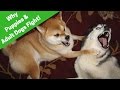 Why Do Puppies And Adult Dogs Fight? How To Handle The Situation.