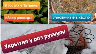 Рухнуло укрытие у роз/ Прорастают тюльпаны/В гостях у Татьяны