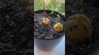 Как вырастить авокадо из косточки.🇺🇦🇺🇦🇺🇦 Киев Украина
