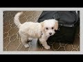 PUPPY ON PLANE! | iJustine