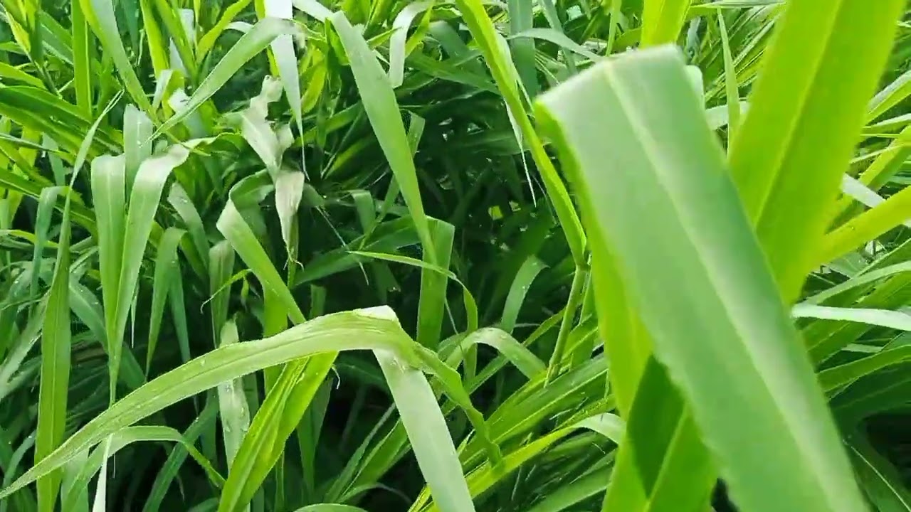 The Animal Nutrients, The Elephant Grass🌾🌾 Nutrients Secured, Fresh And Healthy For Animal Digest.