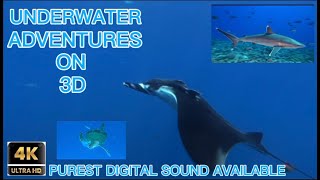 SHARKS IN IMAX 3D— 10 22 2025