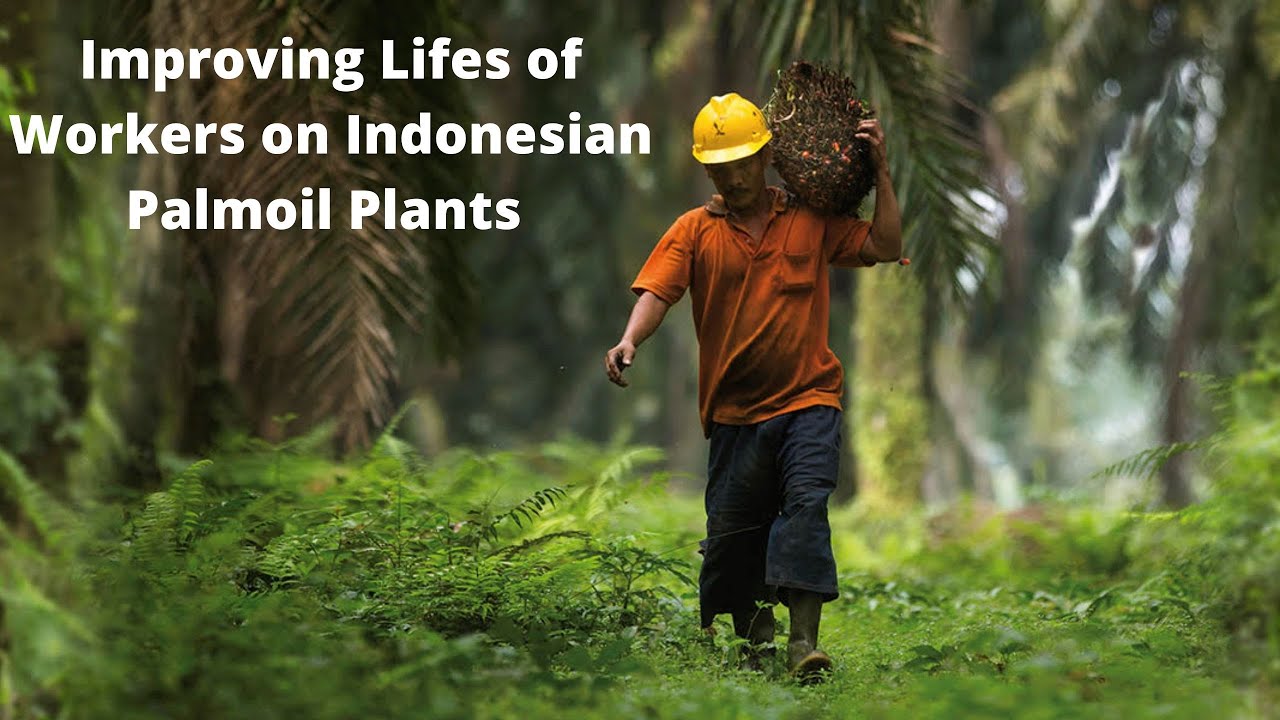 How to improve labour conditions in Indonesian palm oil plantations