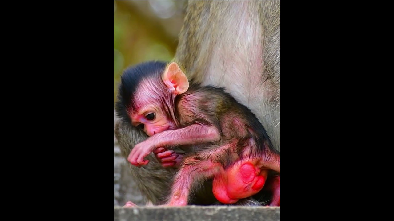 Cute Toyota monkey baby playing 