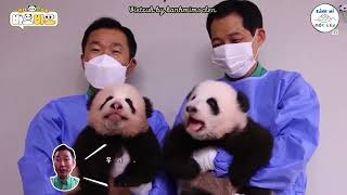 [Vietsub | Pandastic BaoBao] EP.12 RuiBao & HuiBao khoe răng sữa. Em út tăng cân quá nhanh!! #판다