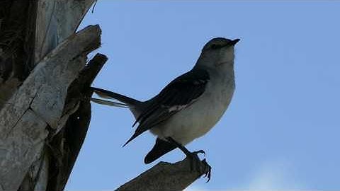 Mockingbird Singing His Heart Out