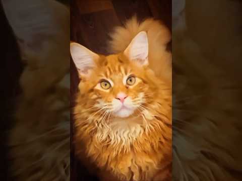 Funny cats: Scared cat 🐱