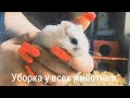 Уборка у всех питомцев и ответы на вопросы