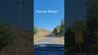 деревья помнят нас#пионерскоелето#пионерскийлагерь #природа #машат