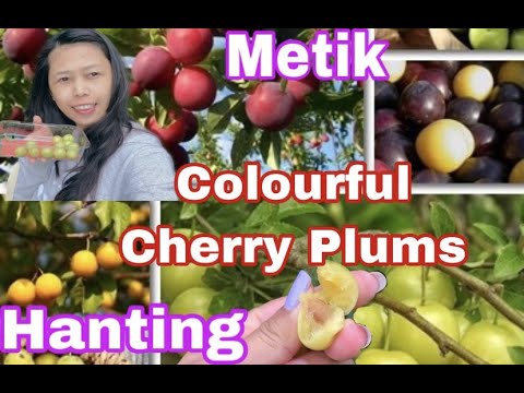 Video: Ang Mga Pakinabang Ng Cherry Plum At Plum