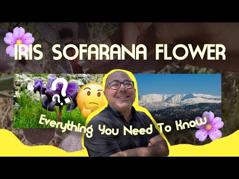               سوسن صوفر
