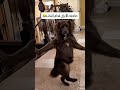 😂 كلب يرقص رقصة غريبة ومضحكة على "أنا جاية أقولك 🔥الكلب دخل الترند بطريقة مجنونة وخلى الناس تضحك 😭