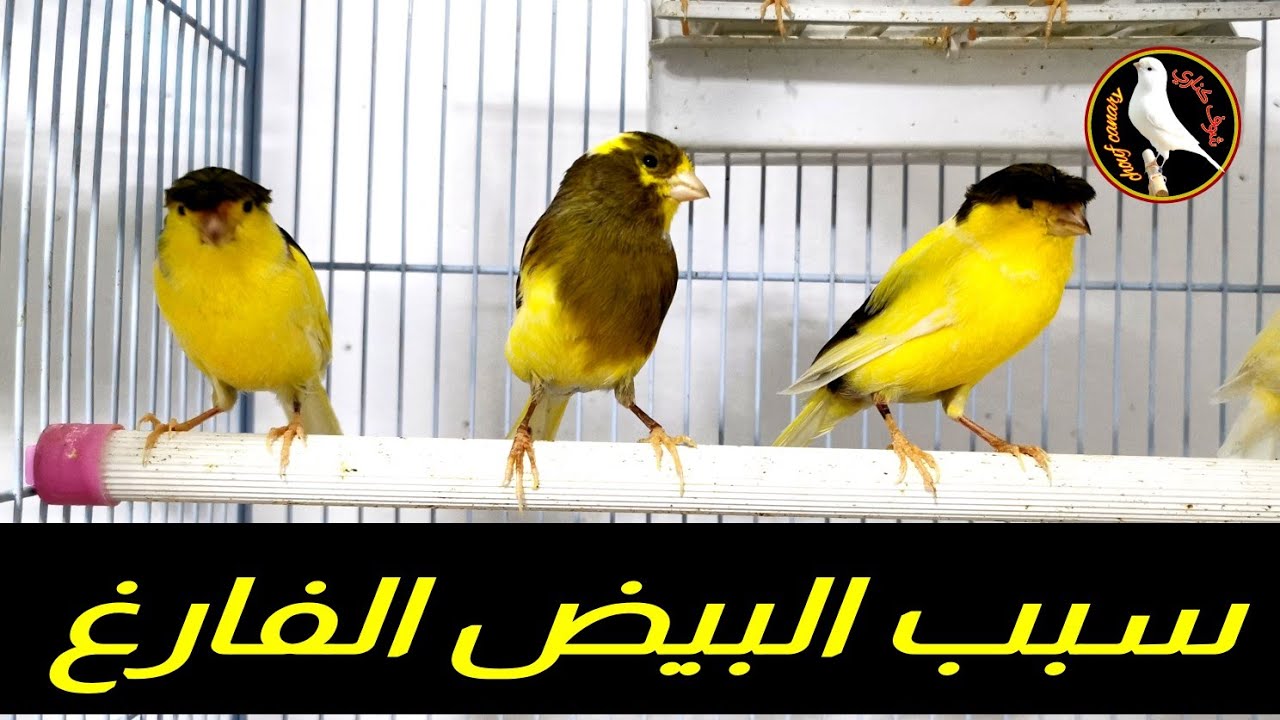 سبب مشكل البيض الغير مخصب للكناري - بيض الكناري غير مخصب لماذا؟