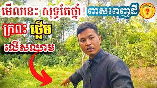 ថ្នាំថ្លើម ថ្នាំក្រពះ​ ថ្នាំបុរាណខ្មែរ Best Khmer Traditional Medical Plants 2023