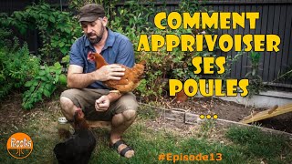 🐓 Comment Apprivoiser des Poules ❤️❤️❤️