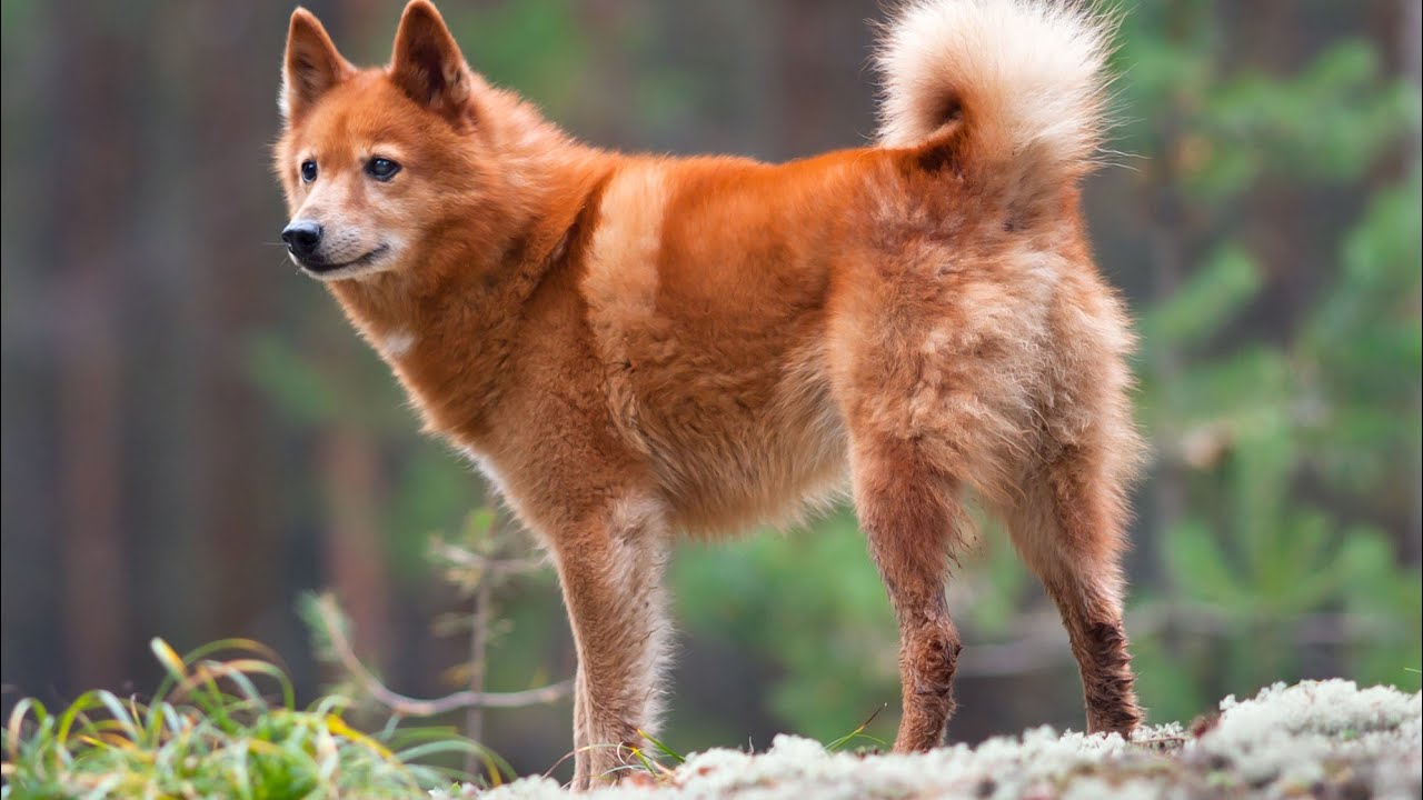 Финский шпиц: лающая охотничья собака — информация о породе, факты и уход.