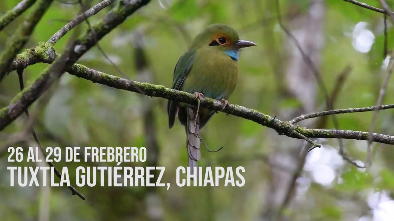 Chiapas Birding and Photo Festival 2020 Tuxtla Gutiérrez