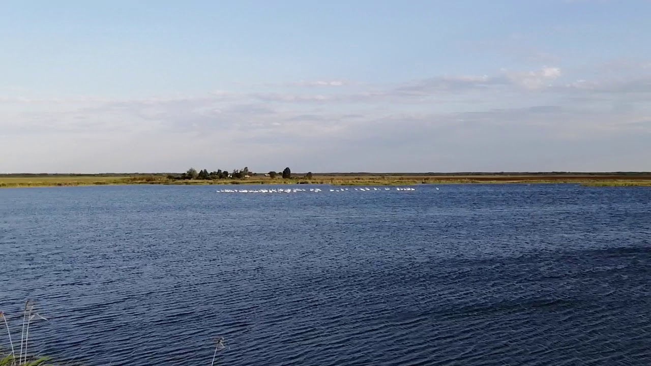 Река лебедь киев