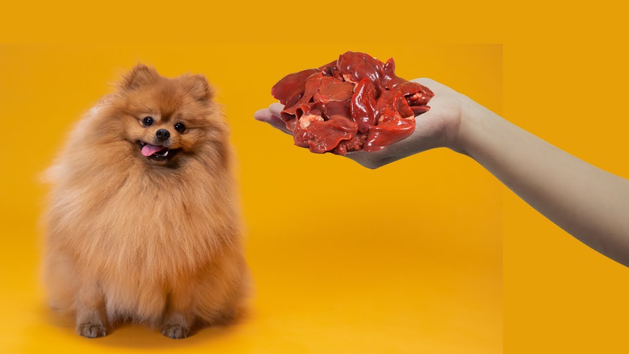 Cachorro pode comer fígado de galinha? Veja aqui