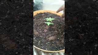 week 2.5 sprout 🌱 Rebel Cookies