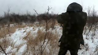 Охота на кабана с западно-сибирской лайкой.