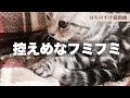 #22 控えめにフミフミする猫