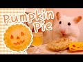 🎃 Pumpkin Pie | HAMSTER KITCHEN 🎃