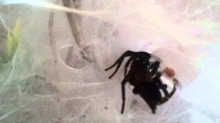 Linothele fallax feeding