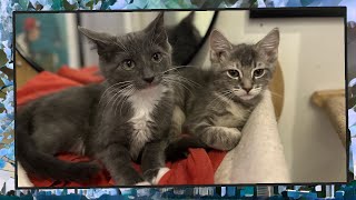 Foster Kitten Livestream (S8, E54 FINALE) - May 14, 2024