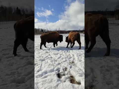 Бизон Борис и зубр Игорь выясняют кто из них главный #funnyanimals #забавныеживотные #bison #buffalo