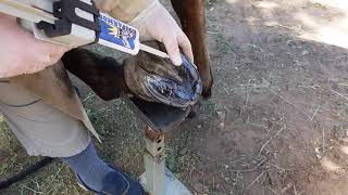 Boston applying hoof armor to tender feet
