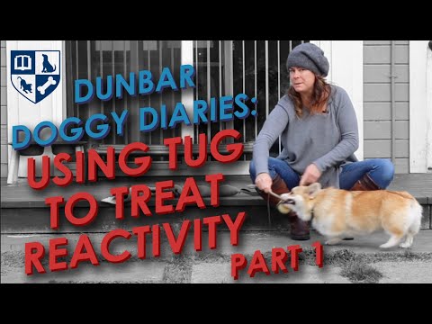 Dunbar Dog Diaries #14- Teach Tug to Resolve Dog Reactivity Pt 1
