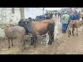 feira de gado Posto Alto da Serra-Pe 2/6/2024 #agro #nordeste #nelore #pecuaria #sindi #guzerá