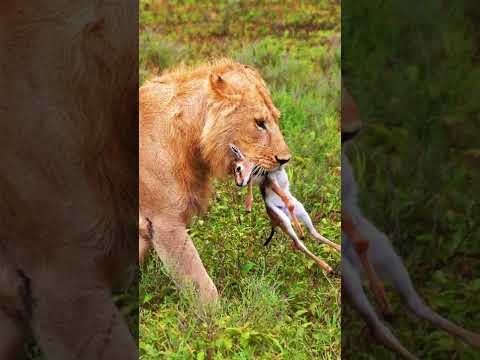 Vidéo: Est-ce que l'antilope blackbuck est bonne à manger ?
