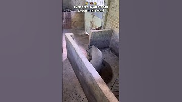 Farmer Outsmarts Wild Boar 🤯