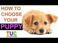 How To Choose Your Puppy In Hindi | Know Everything Before Buying | The Ultimate channel