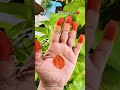 Old Fashioned Ani Pilavachu But This Love This Gorintaku This Vibe It S Timeless Myfavorite Old Fashioned Ani Pilavachu But This Love This Gorintaku This Vibe It S Timeless Myfavorite