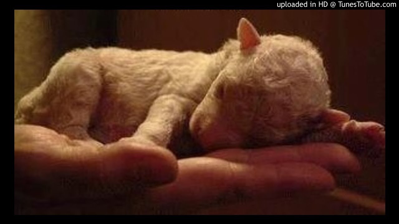 João 10 26-28 Ninguém as poderá arrebatar da minha mão - YouTube