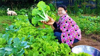 วิธีปลูกผักกาดขาว : How to Grow Chinese Cabbage : 如何种植大白菜