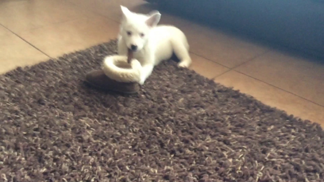 The Most scariest dog ever🐶 - YouTube