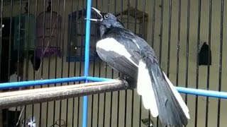suara burung kacer gacor ngotot - dunia binatang
