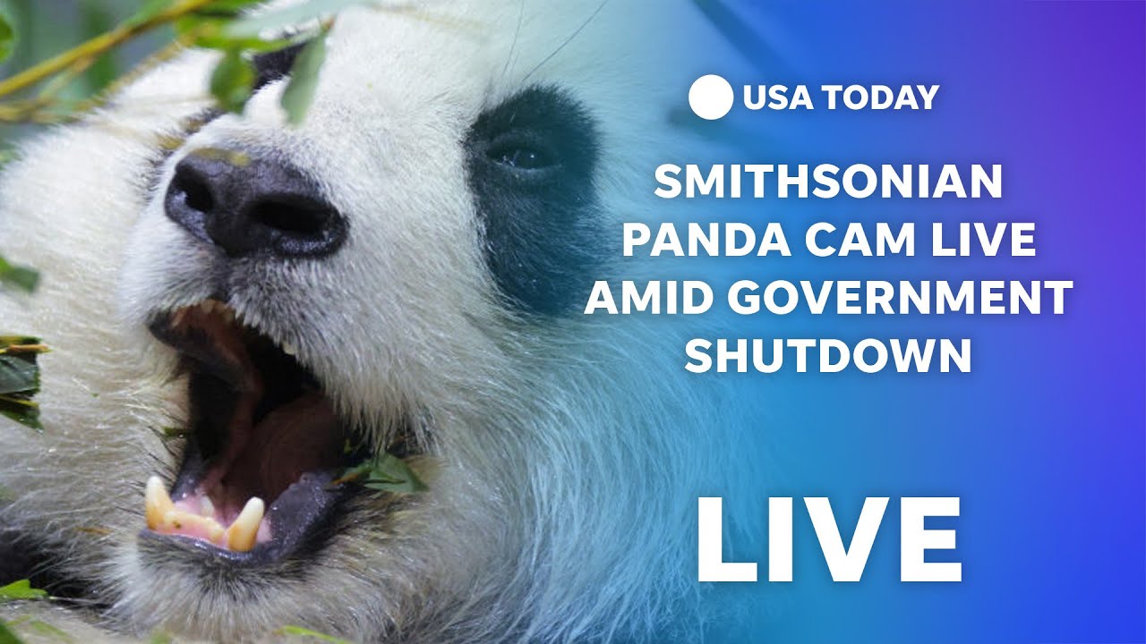 Smithsonian's panda cam remains active despite government shutdown