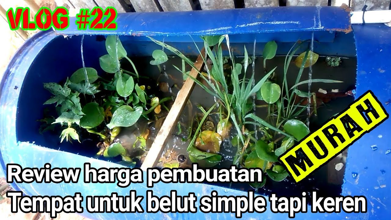 ternak belut di tong atau drum plastik 