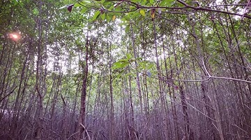 TOÀN CẢNH CHIẾN KHU RỪNG SÁC CẦN GIỜ