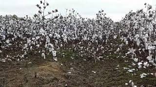 #Georgia cotton laying waste in fields, fuel costs are too high to harvest