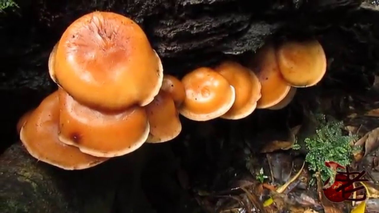 Lentinula lateritia- Australian Shiitake
