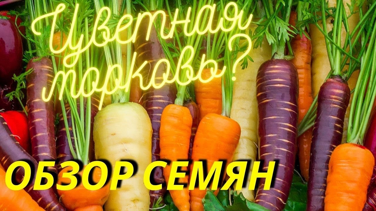 Какого цвета бывает морковка: сорта корнеплода, их описание и полезныесвойства